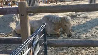 2026.1.3(土)　サムネイルの馬はひなつ♀（北海道和種）　馬　のんほいパーク　