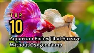 Top 10 Fishes That Survive Without Oxygen Pump | Freshwater Fish #aquarium @aquaticpets