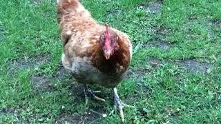 Lovely Pet Chickens - Saying Hello