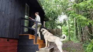 #46 Alone in the Forest | Off-Grid Cabin Overnight with two Dogs