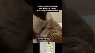 Puppy is obsessed with cat🥹 #fyp #viral #animals #cats #cat #dog #dogs #cute #aww #fypシ #shorts #yt