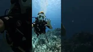 diving day #egypt #redsea #mermaid #sharmelsheikh #gopro11black #shorts