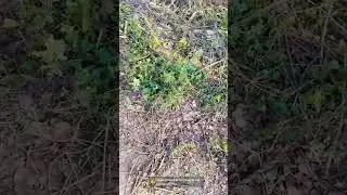 Natural Farming in Indian Village