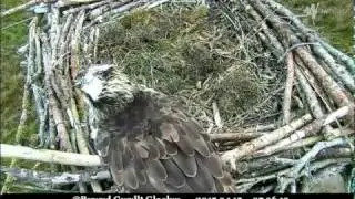 Ms 5F on the Traeth nest, waiting for a mate - &copy;Bywyd Gwyllt Glaslyn Wildlife