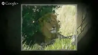 African Lion Safari | African Safari Tours
