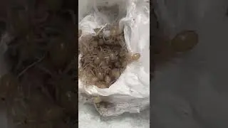 Feather leg eggs sack opening! #tarantula #spidertales #loulouworms #fyp #eggsack #featherlegbabies
