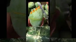 How to Cut a Mango 🥭 | Easy Mango Cutting Hack / #Mango #FruitHacks #MangoCutting