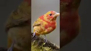 # Best Birds of Denmark