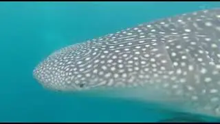 Closeup of Whale Sharks