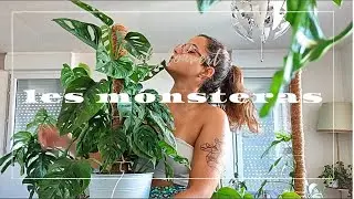 MONSTERAS  - Je vous montre ma collection 🤩🍃