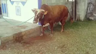 Eid-Ul-Adha 2016 Mauritius