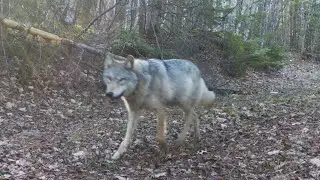 Gray Wolf Limping Trail Camera Videos | Upper Peninsula of Michigan | Bushnell Trophy Cam