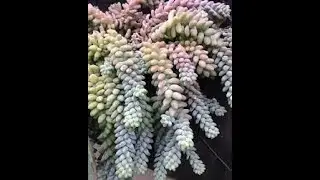 Grow Burros tail succulent indoors for a different look