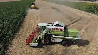 Wheat harvest 2023 New Holland CX5080 & Claas Dominator 118 SL Maxi