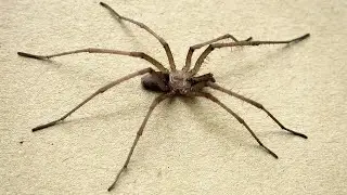 What is the Temperament of a Southern House Spider?🕷️