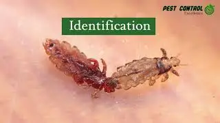 How to identify and prevent Bird Lice in the Garden Route District🦜🪳