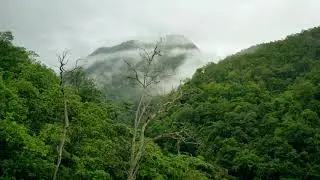 Drone Shot of Rain Forest Canopy | Amazing Drone Shots