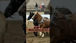 Where should Joe go? #drafthorse #farming