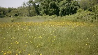 Block Island Greenway Guide: Great Salt Pond to Beacon Hill Loop/Harrison Trail