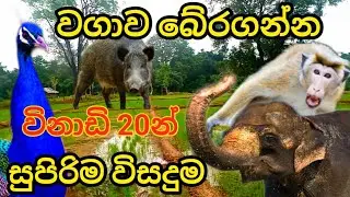 වගා හානිය අඩු කරගන්න සුපිරිම විසදුමක් great solution to reduce crop damage from animals@menuubroo