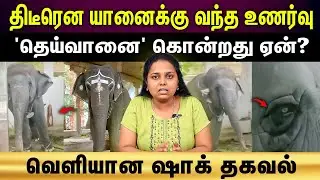 Tiruchendur elephant attack | இது தெரியாம யானை பக்கத்துல போகாதீங்க..!