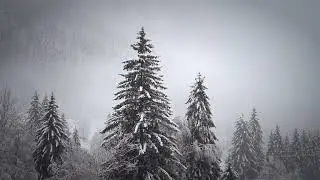Winter Wonderland in Norway: A Snowy Forest Adventure ❄️🌲