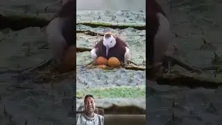 mother Bird saved egg viral video short video YouTube short like and subscribe