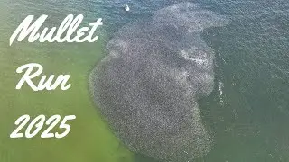 Mullet Run 2025 Palm Beach Inlet