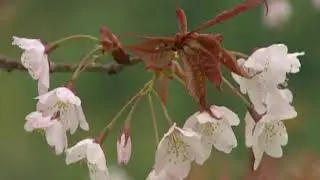 The Kokinsh&ucirc;.  Spring Poems.  Part I, 28 Anonymous - Many tiny birds / Щебечут птицы...