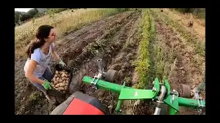 LaRaccolta delle PATATE
