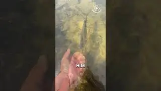 Quand les poissons deviennent trop audacieux, la p&ecirc;che &agrave; mains nues &eacute;choue !