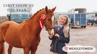 In-Hand Youngstock Show | We Won!!
