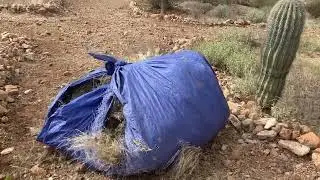 Desert Weed Removal Landscaping In (Marana) Arizona Service