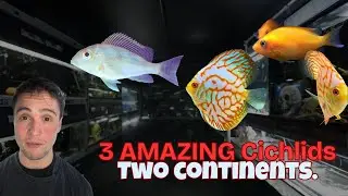 3 Amazing Cichlids from 2 Continents | Stendker Discus, Pearl Geophagus & Orange Chromides