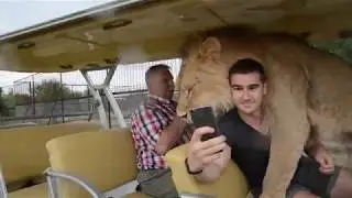 Половина львов парка  собралась в одном месте ...