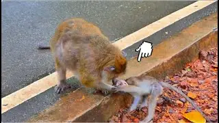 Oh God Help Big Ri_/sk So_lution Little Baby Ba_d Luck When Meet Big Monkey....!