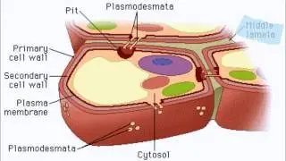 AP Biology - Plant Cell Wall