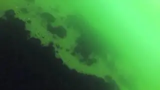 Striped Bass Underwater off Sandy Hook, NJ