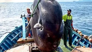 How American fishermen catch thousands of sunfish at sea - Watch experts process giant 3-ton sunfish