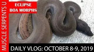 ECLIPSE BOAS: POWER OF LEOPARD & MOTLEY GENES