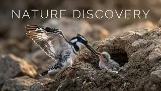 Pied Kingfishers & the Love for Their Chicks-August 2025