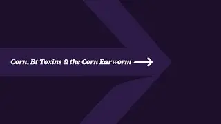 Corn, Bt Toxins & the Corn Earworm