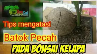 Tips Mengatasi Bonsai Kelapa Batok Pecah