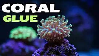 How to Use Coral Glue for Frag Plugs