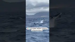 🐬 Magic Moment with a Jumping Dolphin in Fuerteventura! 🌊✨ #dolphins #tour #fuerteventura