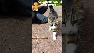 found cats in the forest