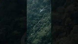 Drone Captures 80-Foot Snake Slithering Through Amazon Rainforest
