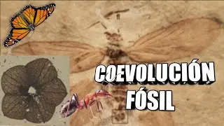 COEVOLUCIÓN fósil 🌸💮Insectos y plantas 🦋🐝🐜