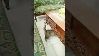 bangun tidur langsung loncat #rahmathidayat #animalshorts