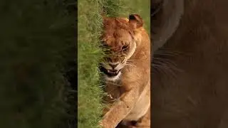 The Fig Tree Lion Pride from Zebra Plains Mara Camp #lionpride #viral #shorts